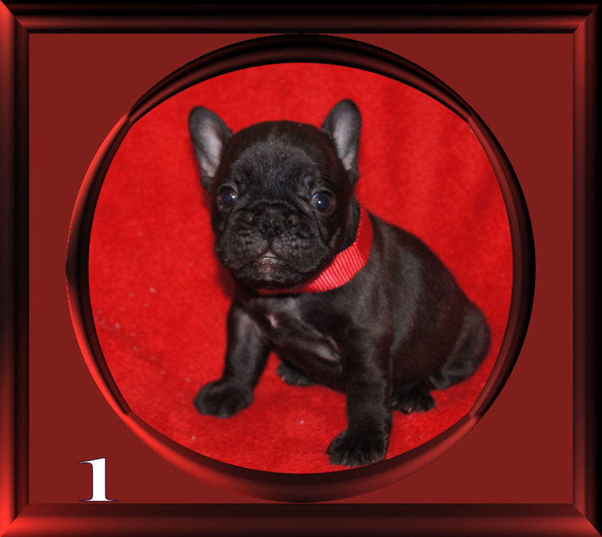 bulldog puppies for sale mn bulldog puppies for sale minnesota breeder bulldog puppies for sale mn bulldog puppies for sale minnesota breeder
